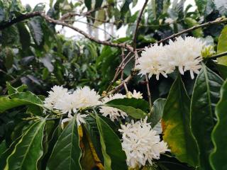 Shivalaya Homestay - Madikeri - 4