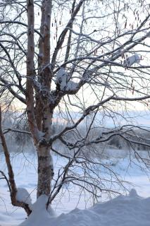 Luxury Northern Light Oasis - Fairbanks - 3