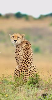 Wild Heart Safari Camp - Sekenani - 6