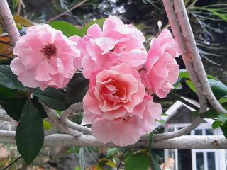 Balmy Hideout Cafe & Homestay - Ban Huai Kaeo - 5