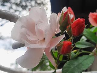 Balmy Hideout Cafe & Homestay - Ban Huai Kaeo - 6