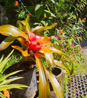Balmy Hideout Cafe & Homestay - Ban Huai Kaeo - 7