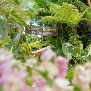 Cherry HomeStay & coffee - 6