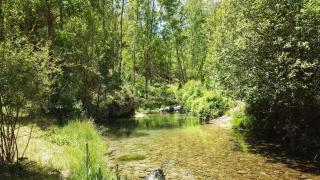 El Pinar de la Lobera - Huéscar - 6