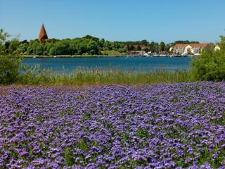 Haus Sonnenschein Sommerwiese - Insel Poel - 2