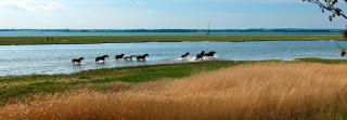 Heimathafen - Poel - 6