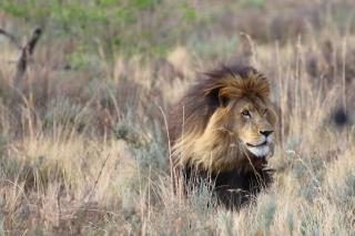 Schrikkloof Private Nature Reserve, home of The Lions Foundation - Bela-Bela - 9