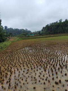 Shivalaya Homestay - 8