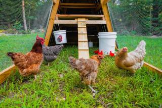 Rustic Cabin Retreat - Cozy Stove & Fresh Eggs - - 8