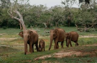Sightscalm - Kegalle - 3