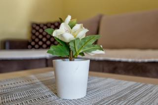 Vila Narcis Zlatibor - 8