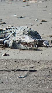 Cabinas Tropicales - 6