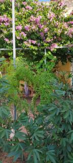 Mediterraneo Youth Hostel - Asuncion - 5