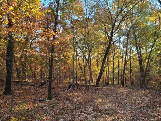Leaning Tree Woods - Jay - 3