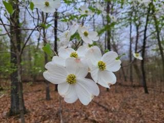 Leaning Tree Woods - 2