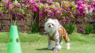 Namhae Dangdangi Dog Pension Blue - Namhae - 7