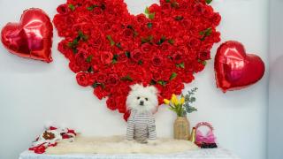Namhae Dangdangi Dog Pension Blue - Namhae - 5