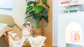 Taean WithDog Aegyeonspa Poolvilla - Taean - 8
