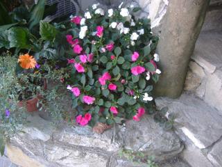 B&B Villa Ursa Major - Vico Equense - 5