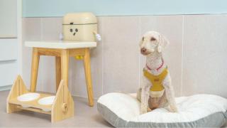 gyeongsan stage-ipple pet pension - Gyeongsan - 0
