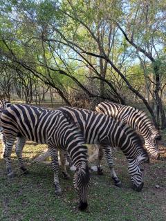 At Kruger's Heartbeat - Marloth Park - 7