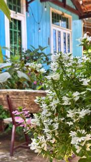 Dory Le's House - 2