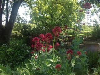 La Maison des Roses, mit Pool - - 1