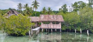 Sea Whip Raja Ampat - Minyaifuin - 8