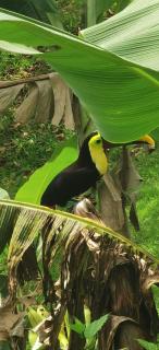 Villa Manolo Lodge, Ocean and Forest View - 5