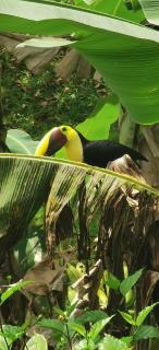 Villa Manolo Lodge, Ocean and Forest View - 4