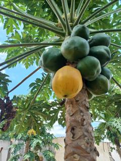 A Tranquil Stay - Matola - 2
