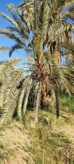 على عمر جبه - 6