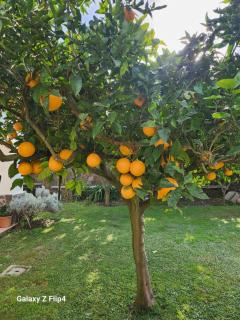La Limonaia - 4
