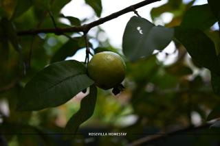 Rose Villa homestay - Kutta - 5