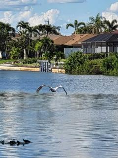 Cape Coral, Pool Home, On Fresh Water Canal, Fishing, Free Wi-fi & Game Room - 4