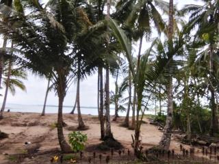 sunsetlodge Mentawai - - 7