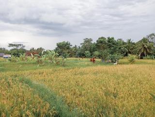 Maha House Mid of Ricefields - Tegalalang - 2