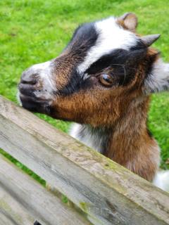 GITE EN CAMPAGNE 15 min de Rennes - 8