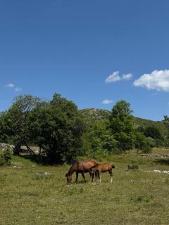 Etno selo - Guest House Etno Village - TRSA - 5