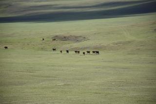 Nomad Equestrian Stable - 6