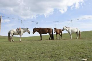 Nomad Equestrian Stable - 8