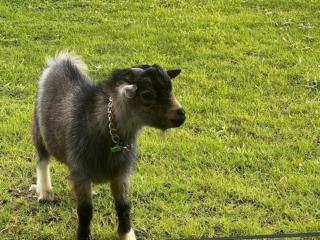 Aob Khao Resort and Camping - 4