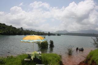 Mullberry Bluebird - 0