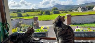 Sheepviewhouse Leo - Kilgarvan - 1