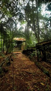 Viverde selva Redario natural - Alter do Chão - 2