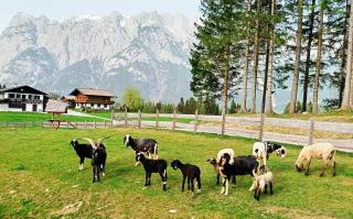 Mountain Residence Riesgut - Werfen - 8