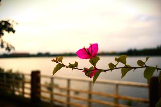 MAI HOTAY Lakeside Highland Retreat Homestay - Ðức Lập - 9