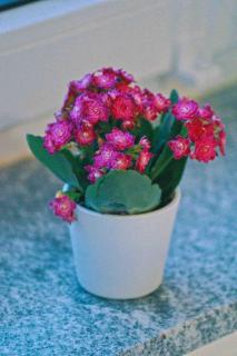 Tulip apartment with your private entrance - 7