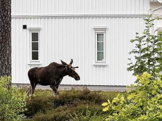 Holiday home ENGELSVIKEN - Saltnes - 7