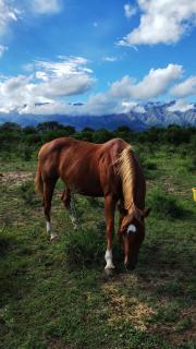 El Ashva casa de campo y santuario de caballos - 2